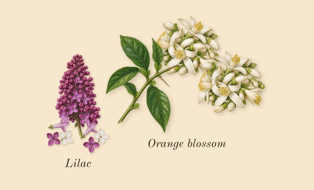 Orange Blossom Cologne, heart: Lilac, Orange blossom