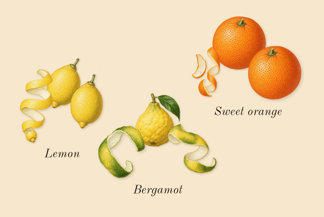 Oud & Bergamot Cologne Intense, top notes: Bergamot, Sweet orange, Lemon
