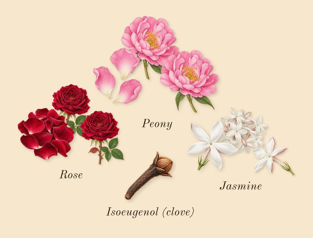 Peony & Blush Suede Cologne, heart: Peony, Jasmine, Rose, Isoeugenol (clove)