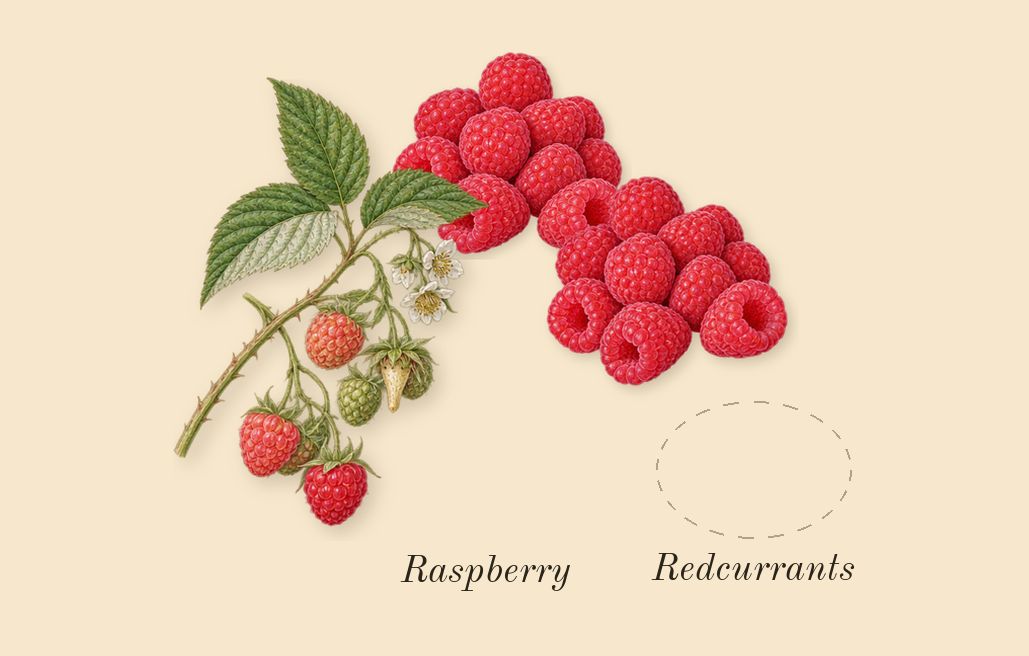 Raspberry Ripple Cologne, heart: Raspberry, Redcurrants