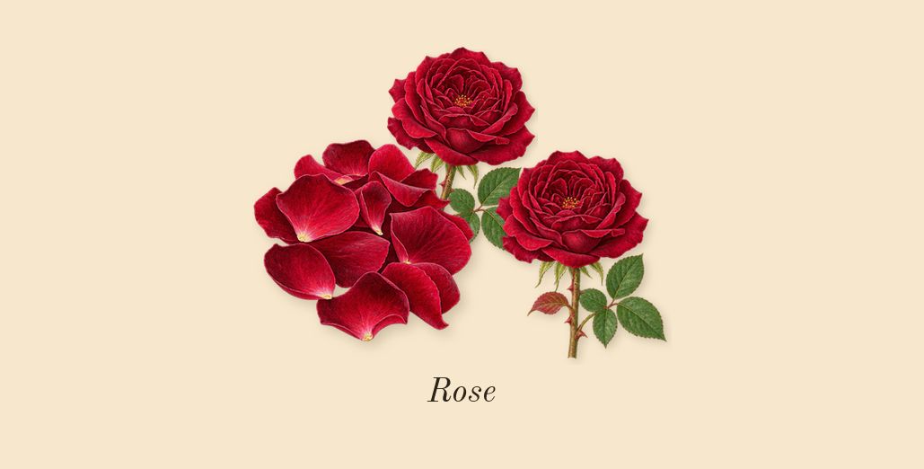 Red Roses Cologne, heart: Rose