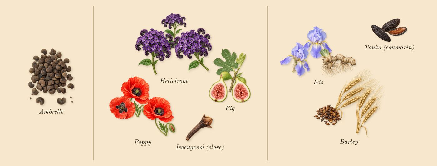 Scarlet Poppy Cologne Intense’s scent picture, a draft: ambrette, poppy, tonka (coumarin), iris, barley, fig drawn so far; dashed outlines where nothing is drawn yet
