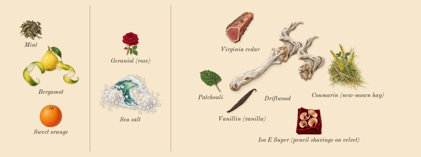 Sea Salt & Bergamot Cologne’s scent picture, a draft: bergamot, sea salt, driftwood, sweet orange, virginia cedar, patchouli drawn so far; dashed outlines where nothing is drawn yet