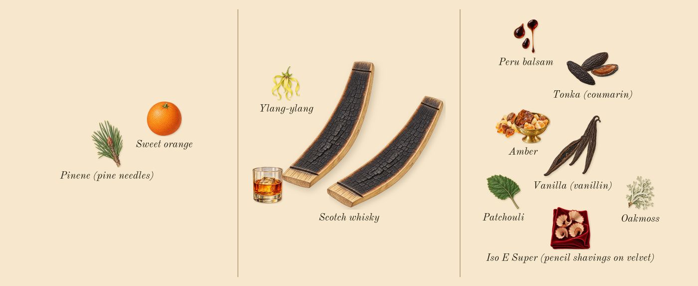 Vanilla Scotch Cologne’s scent picture, a draft: vanilla (vanillin), scotch whisky, tonka (coumarin), amber, patchouli, sweet orange drawn so far; dashed outlines where nothing is drawn yet