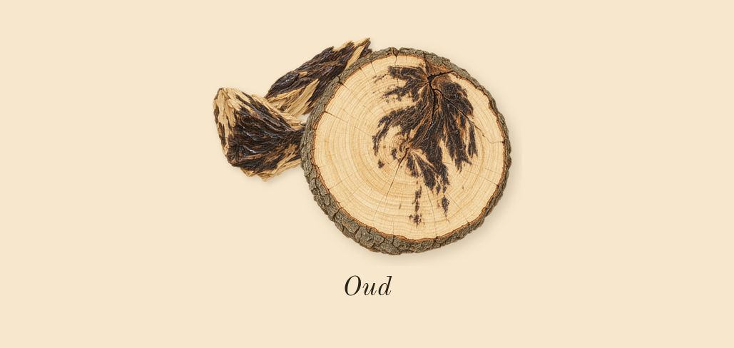 Velvet Rose & Oud Cologne Intense, dry-down: Oud