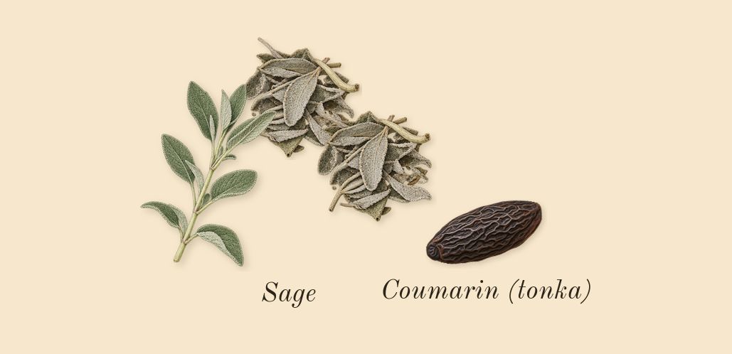 Wood Sage & Sea Salt Cologne, dry-down: Sage, Coumarin (tonka)