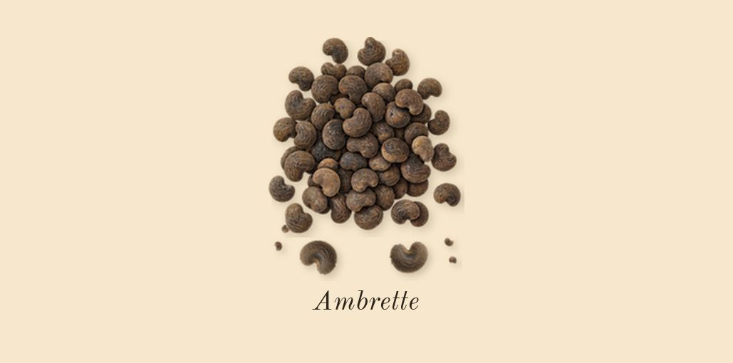 Wood Sage & Sea Salt Cologne, top notes: Ambrette