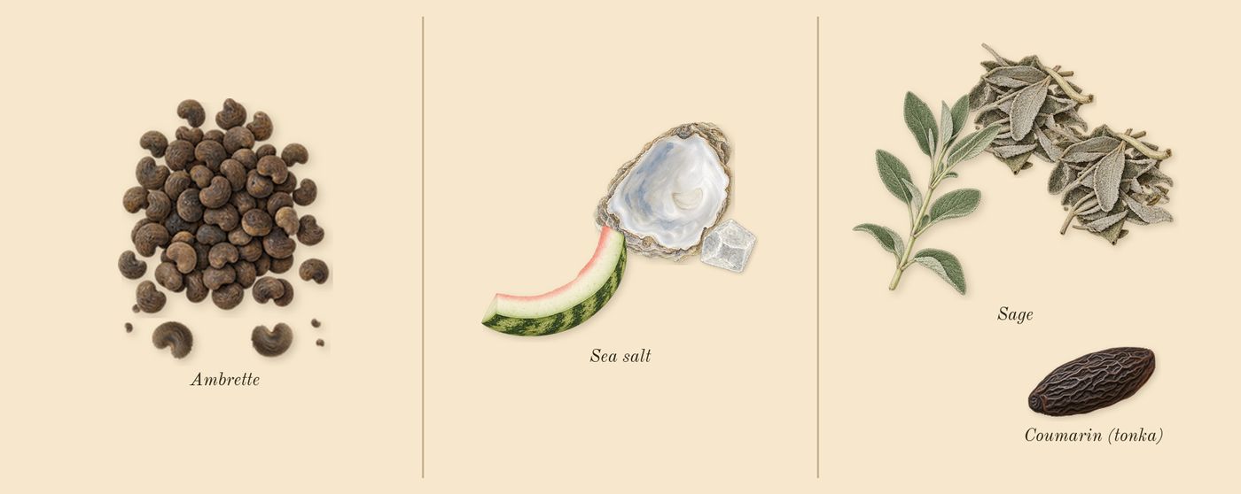 Wood Sage & Sea Salt Cologne’s scent picture, a draft: ambrette, sea salt, sage, coumarin (tonka) drawn so far; dashed outlines where nothing is drawn yet