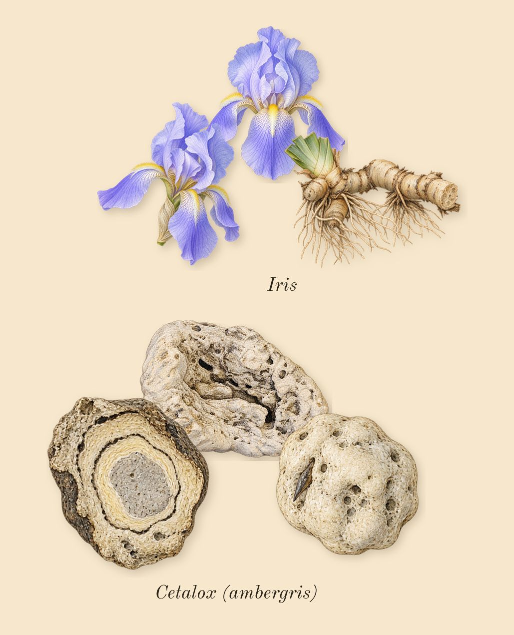 Game of Spades Bid, heart: Iris, Cetalox (ambergris)