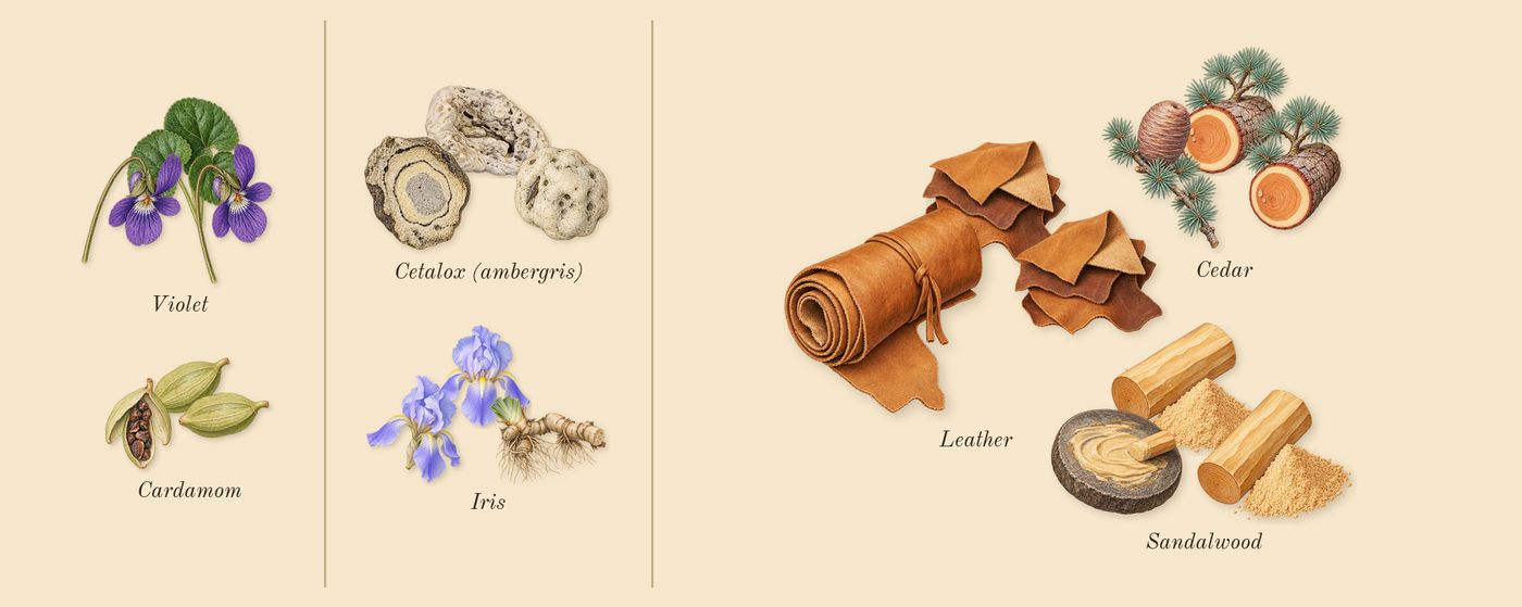 Game of Spades Bid’s scent picture, a draft: violet, cardamom, iris, cetalox (ambergris), cedar, leather drawn so far; dashed outlines where nothing is drawn yet