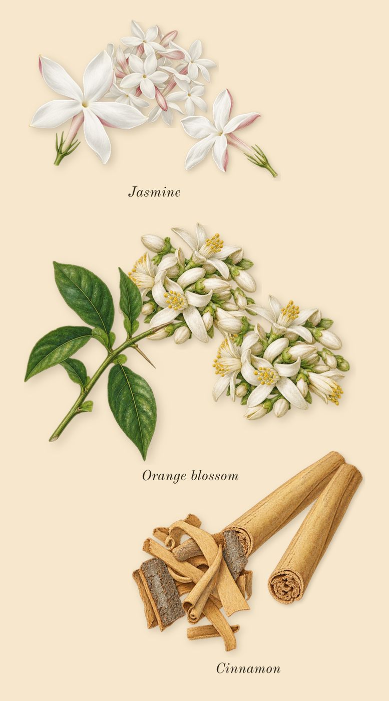 Homme, heart: Cinnamon, Orange blossom, Jasmine
