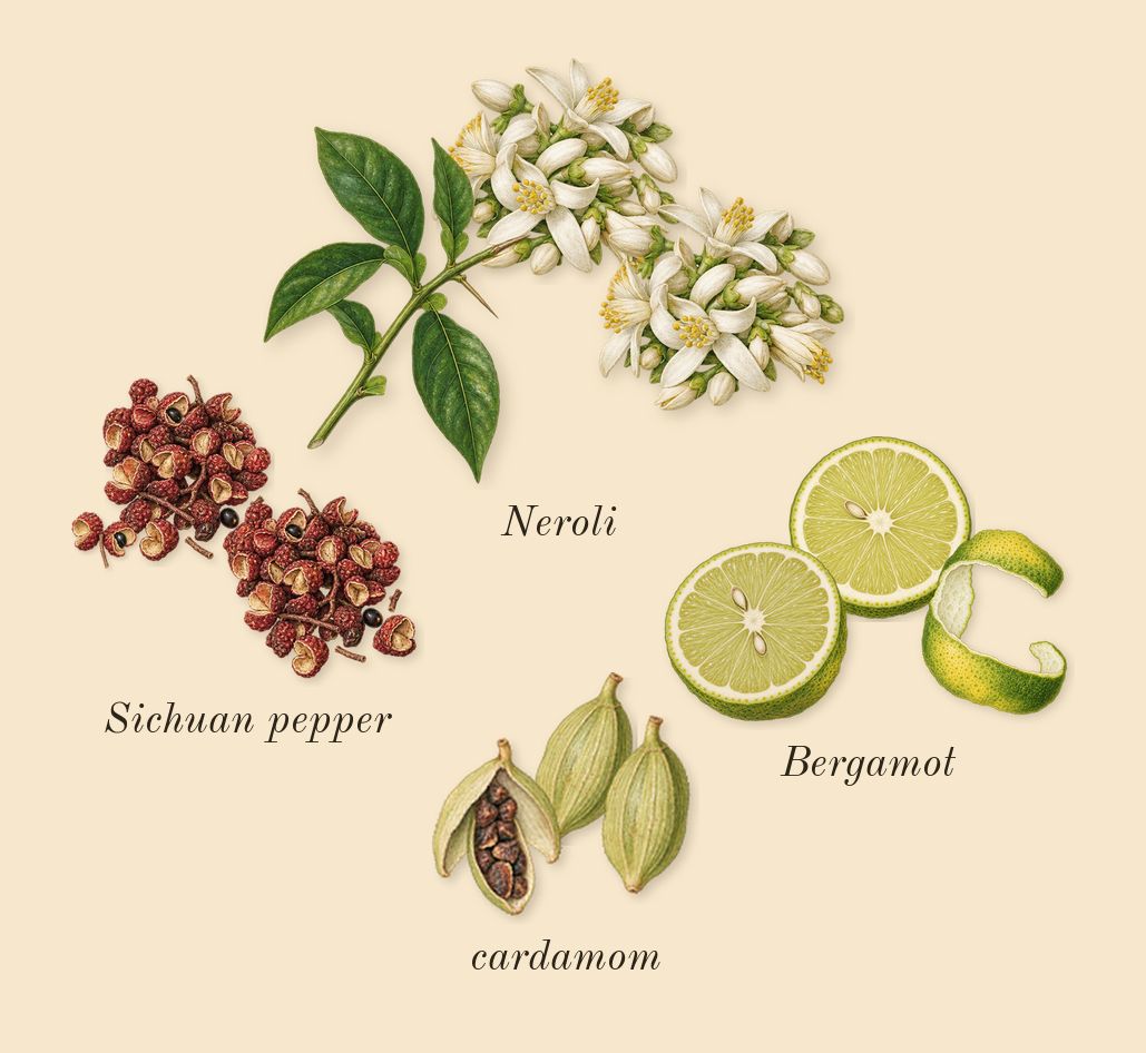Journey Man, top notes: Sichuan pepper, Bergamot, cardamom, Neroli