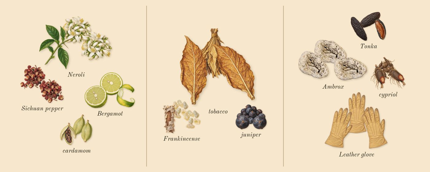 Journey Man’s scent picture, a draft: sichuan pepper, bergamot, cardamom, neroli, juniper, frankincense drawn so far; dashed outlines where nothing is drawn yet