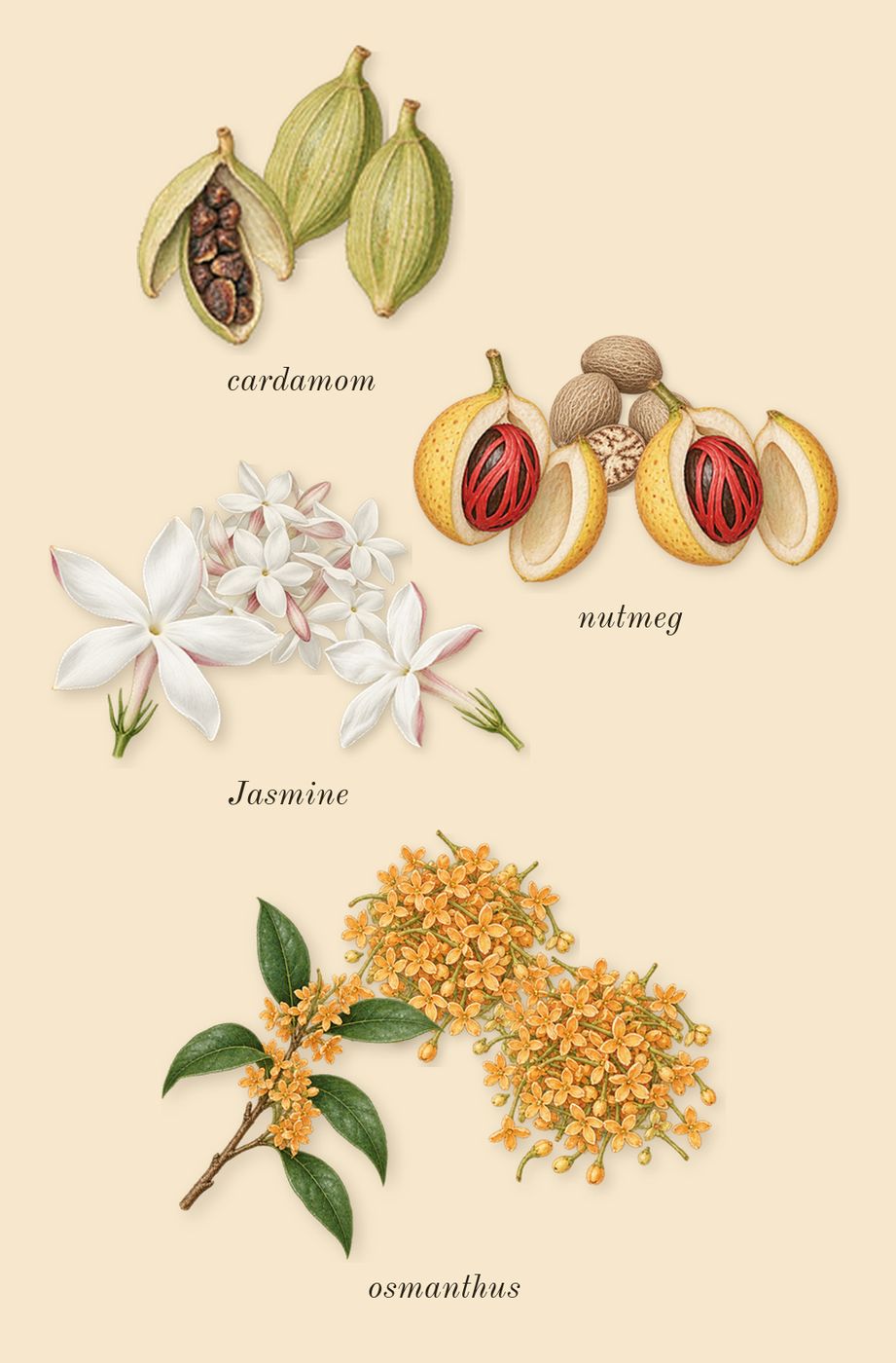 Journey Woman, top notes: Jasmine, osmanthus, nutmeg, cardamom