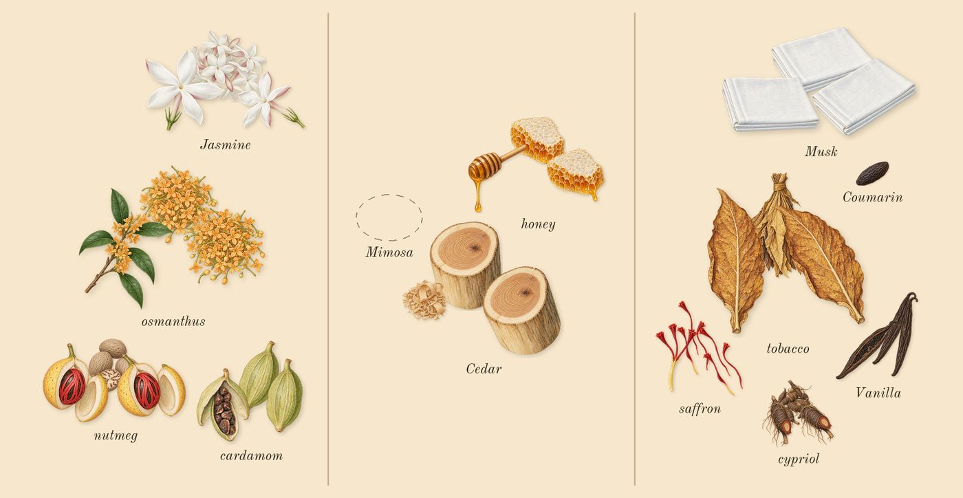Journey Woman’s scent picture, a draft: jasmine, osmanthus, nutmeg, cardamom, honey, cedar drawn so far; dashed outlines where nothing is drawn yet