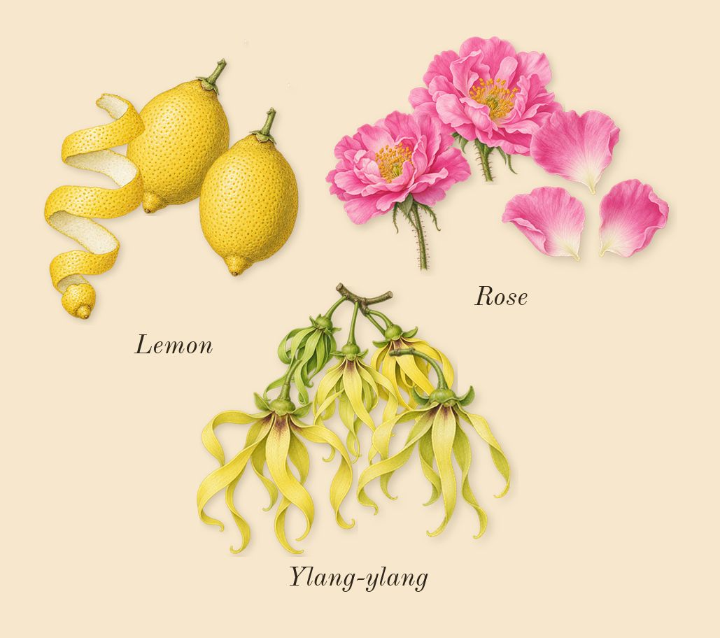 Jubilation 25 Woman, top notes: Rose, Lemon, Ylang-ylang