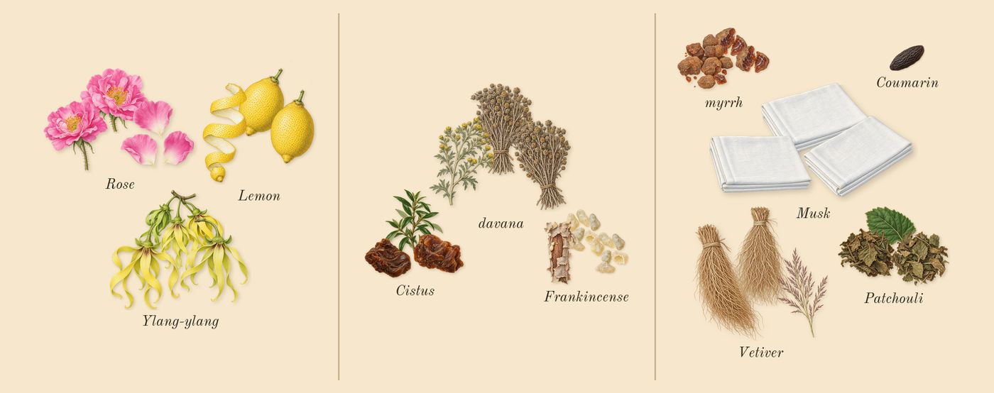 Jubilation 25 Woman’s scent picture, a draft: rose, lemon, ylang-ylang, davana, cistus, frankincense drawn so far; dashed outlines where nothing is drawn yet