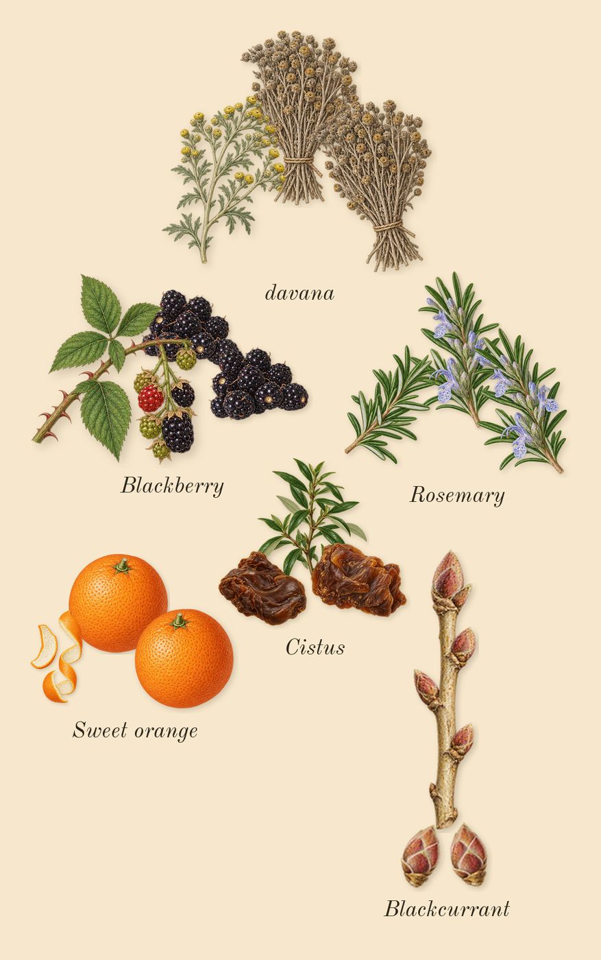 Jubilation 40 Man, top notes: Blackberry, Blackcurrant, Rosemary, Cistus, Sweet orange, davana