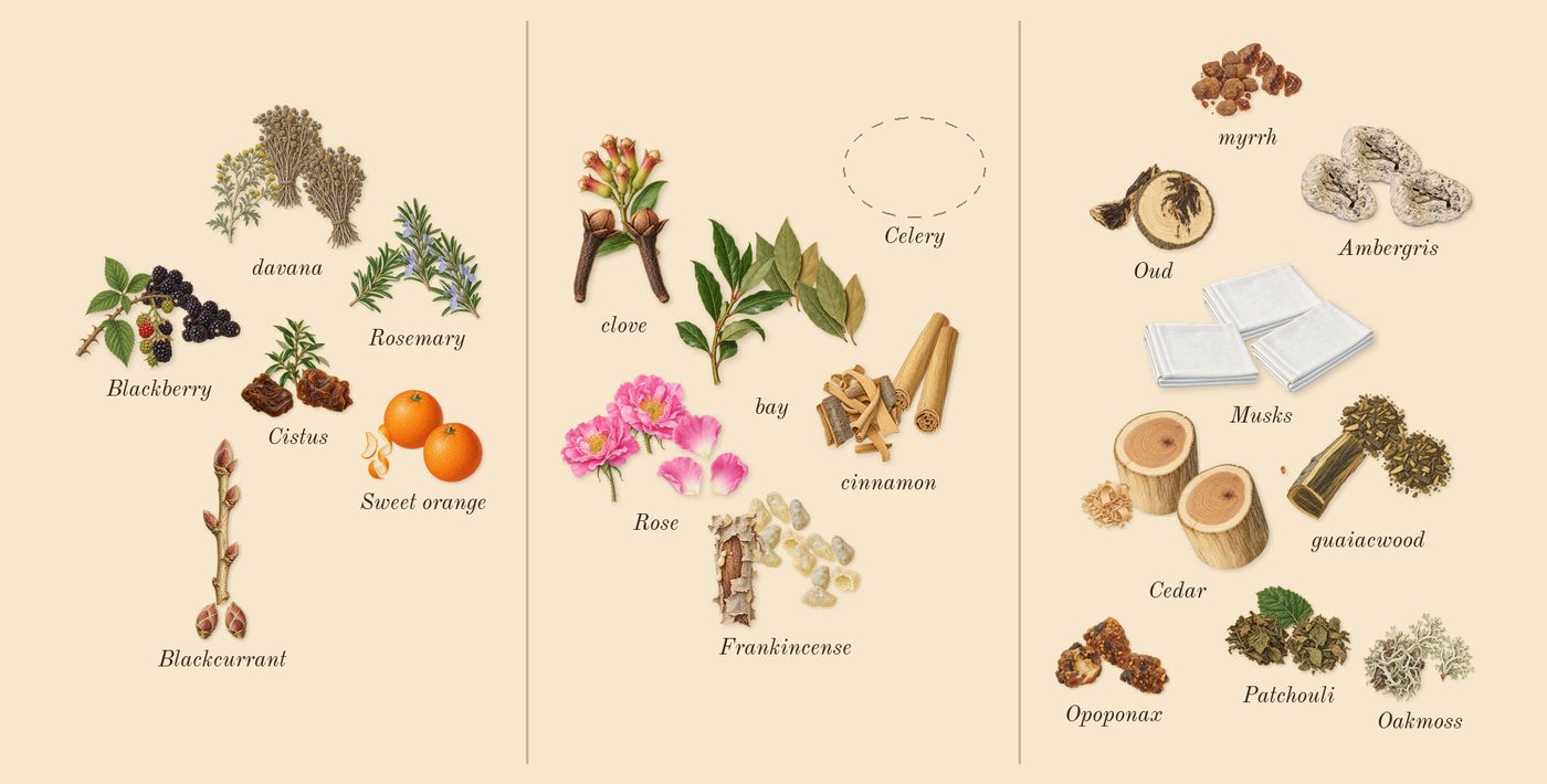Jubilation 40 Man’s scent picture, a draft: blackberry, blackcurrant, rosemary, cistus, sweet orange, davana drawn so far; dashed outlines where nothing is drawn yet