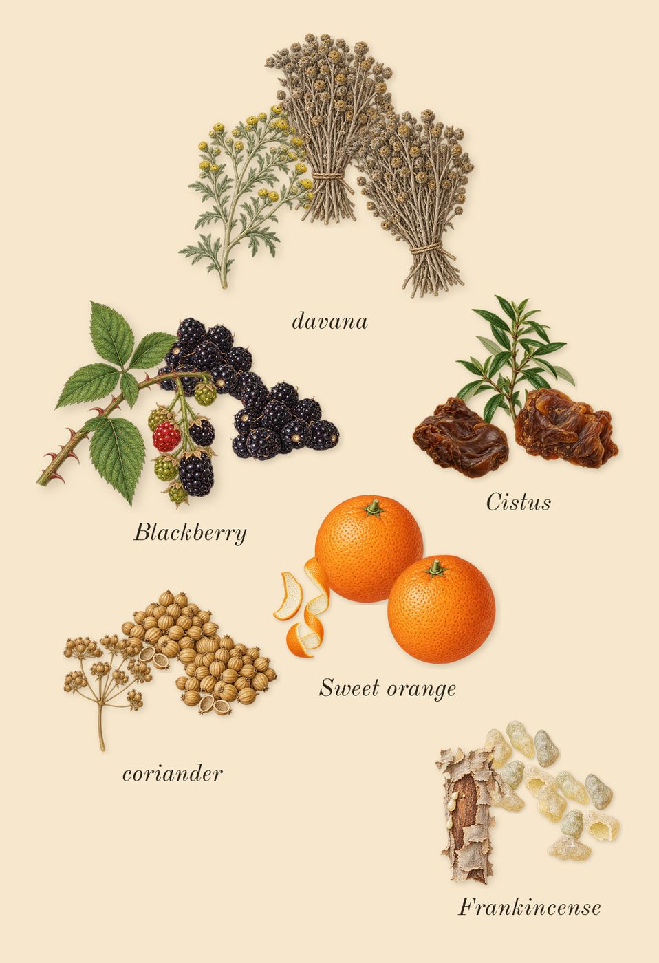 Jubilation XXV Man, top notes: Cistus, coriander, Sweet orange, davana, Frankincense, Blackberry
