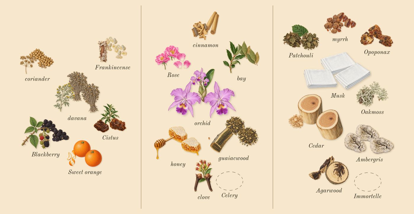 Jubilation XXV Man’s scent picture, a draft: cistus, coriander, sweet orange, davana, frankincense, blackberry drawn so far; dashed outlines where nothing is drawn yet