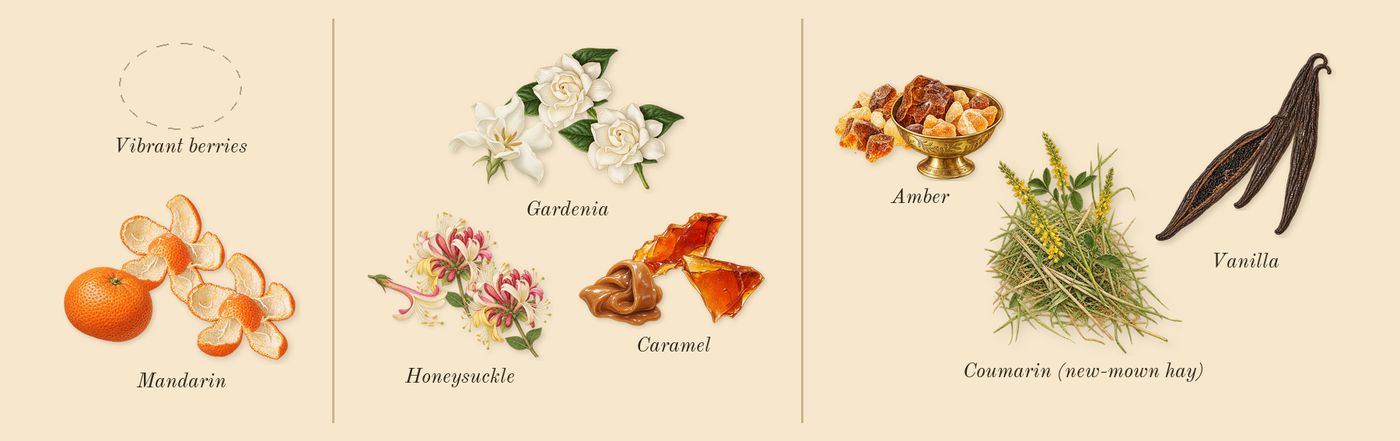 Viva La Juicy’s scent picture, a draft: vanilla, amber, honeysuckle, mandarin, gardenia, caramel drawn so far; dashed outlines where nothing is drawn yet