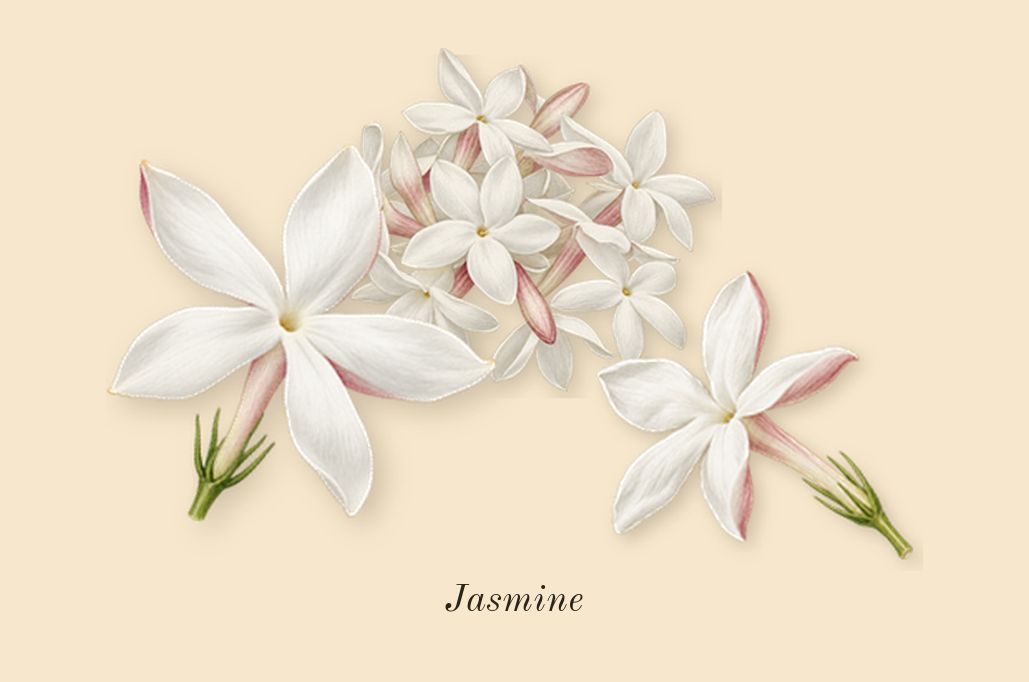 Musc Invisible, top notes: Jasmine