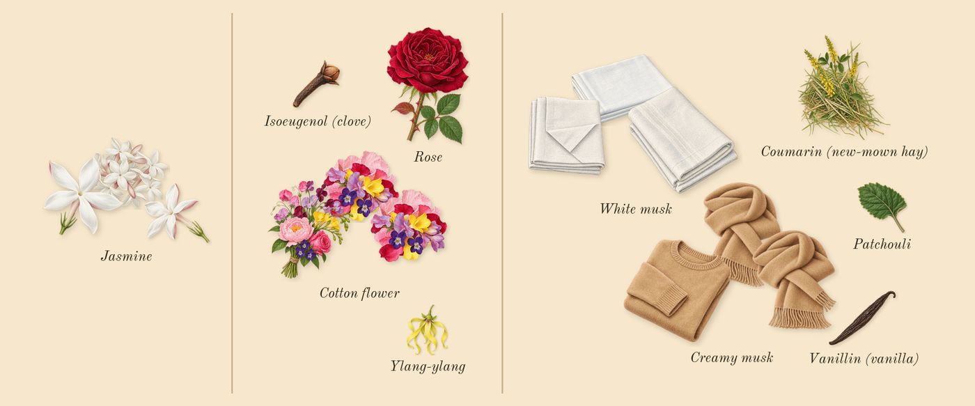 Musc Invisible’s scent picture, a draft: jasmine, cotton flower, white musk, creamy musk, patchouli, rose drawn so far; dashed outlines where nothing is drawn yet