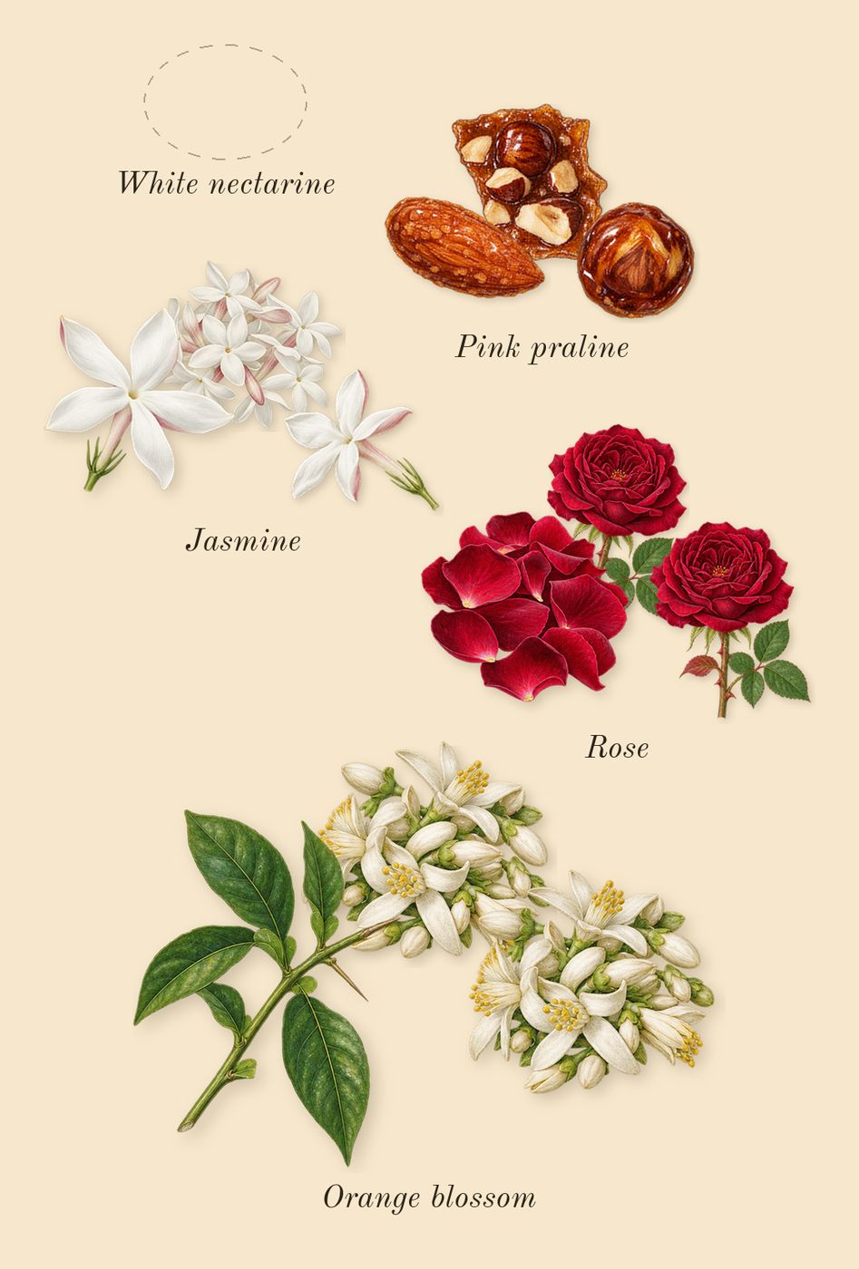 The Wedding Silk Santal 36, heart: Pink praline, Jasmine, Rose, Orange blossom, White nectarine