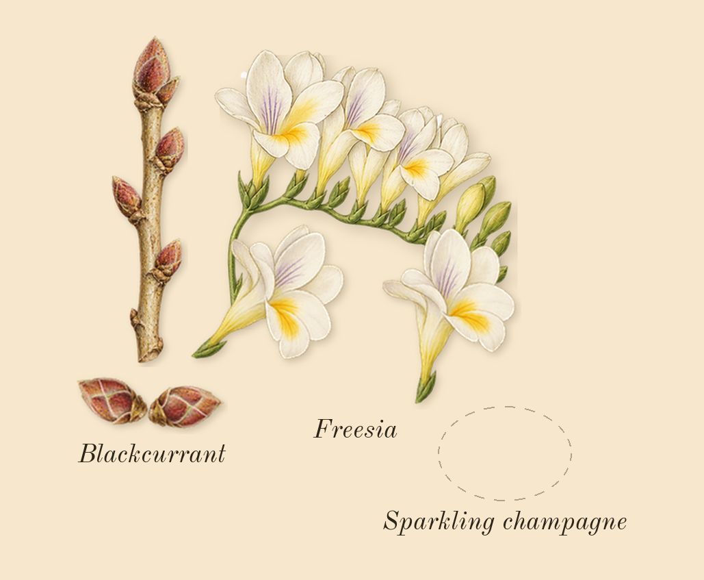 The Wedding Silk Santal 36, top notes: Sparkling champagne, Freesia, Blackcurrant