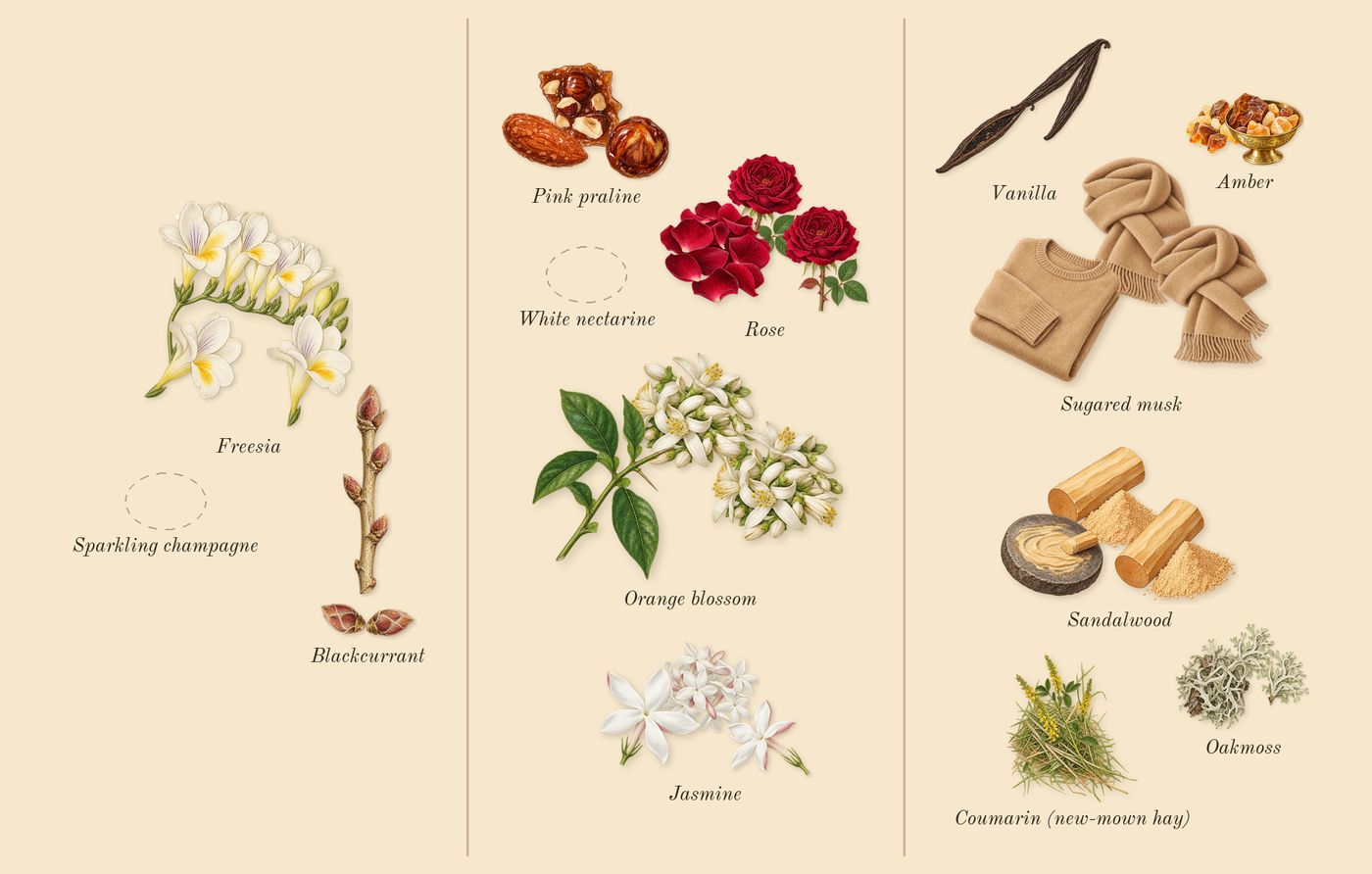 The Wedding Silk Santal 36’s scent picture, a draft: freesia, blackcurrant, pink praline, jasmine, rose, orange blossom drawn so far; dashed outlines where nothing is drawn yet