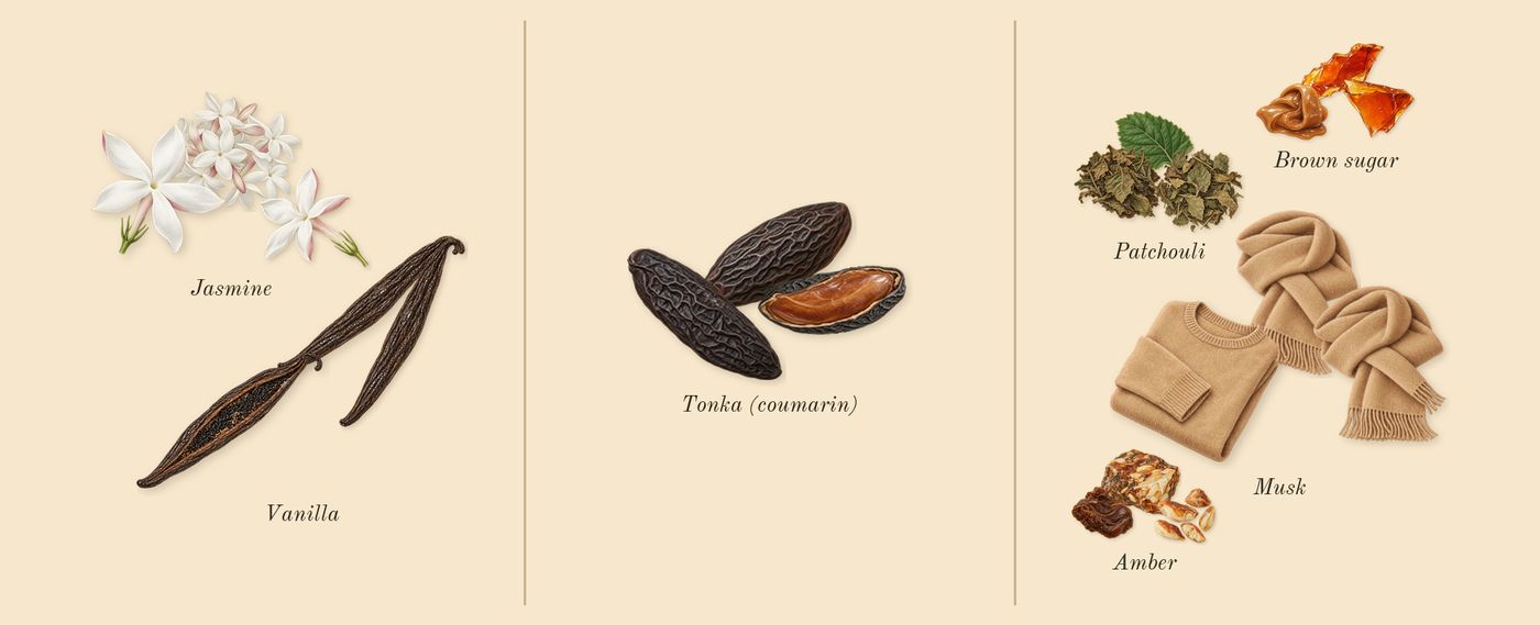 Vanilla 28’s scent picture, a draft: vanilla, jasmine, tonka (coumarin), brown sugar, musk, patchouli drawn so far; dashed outlines where nothing is drawn yet