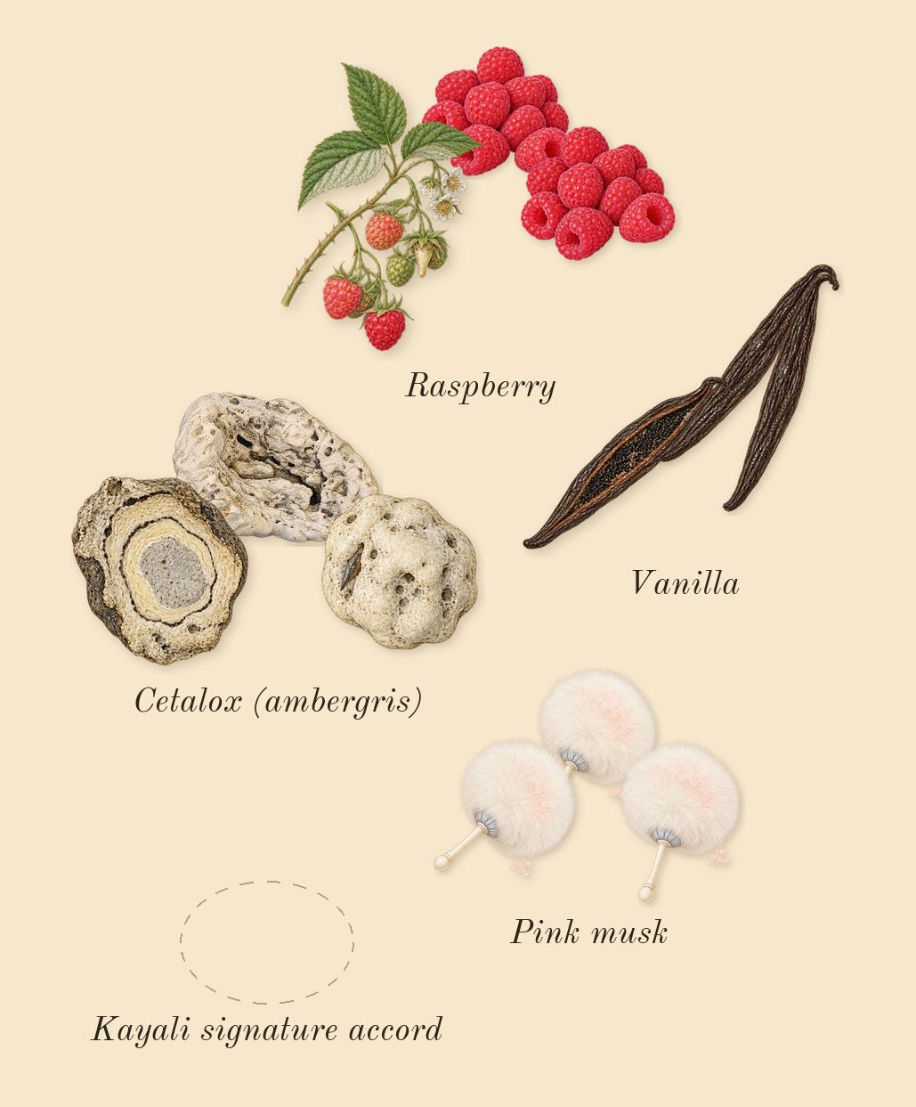 Yum Boujee Marshmallow 81, dry-down: Vanilla, Raspberry, Pink musk, Cetalox (ambergris), Kayali signature accord