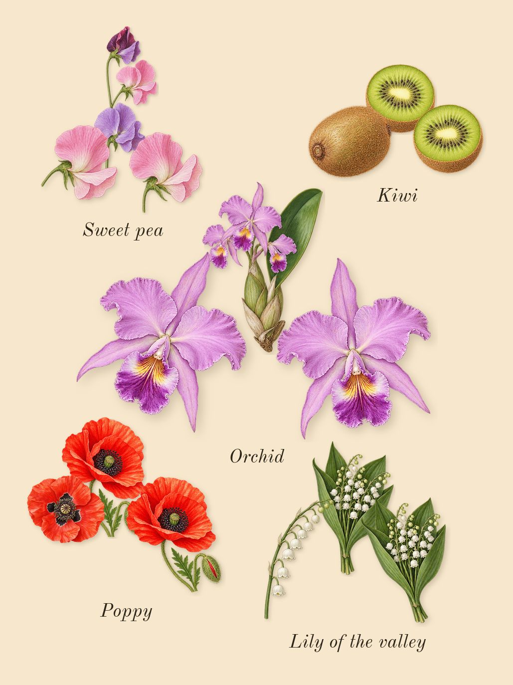 Reaction For Her, heart: Kiwi, Lily of the valley, Orchid, Poppy, Sweet pea