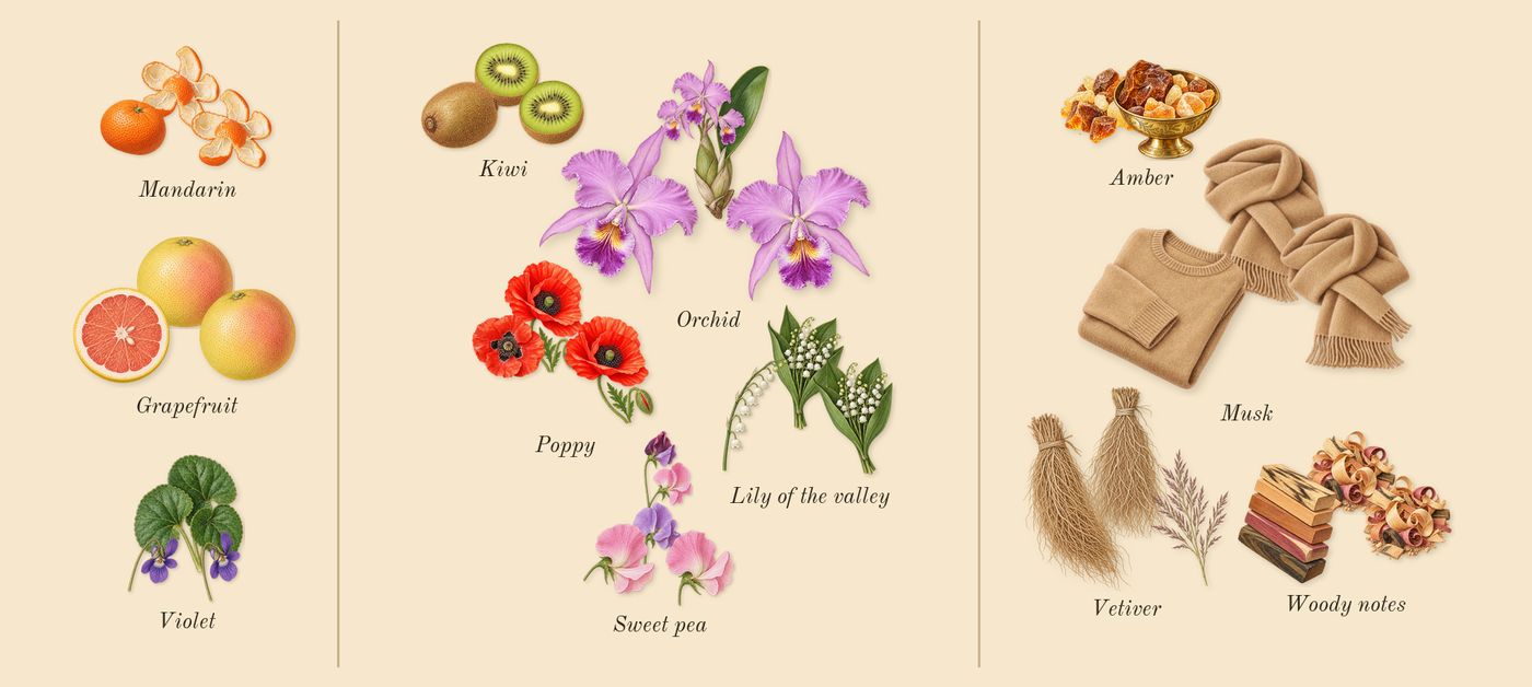 Reaction For Her’s scent picture, a draft: grapefruit, mandarin, kiwi, lily of the valley, orchid, poppy drawn so far; dashed outlines where nothing is drawn yet