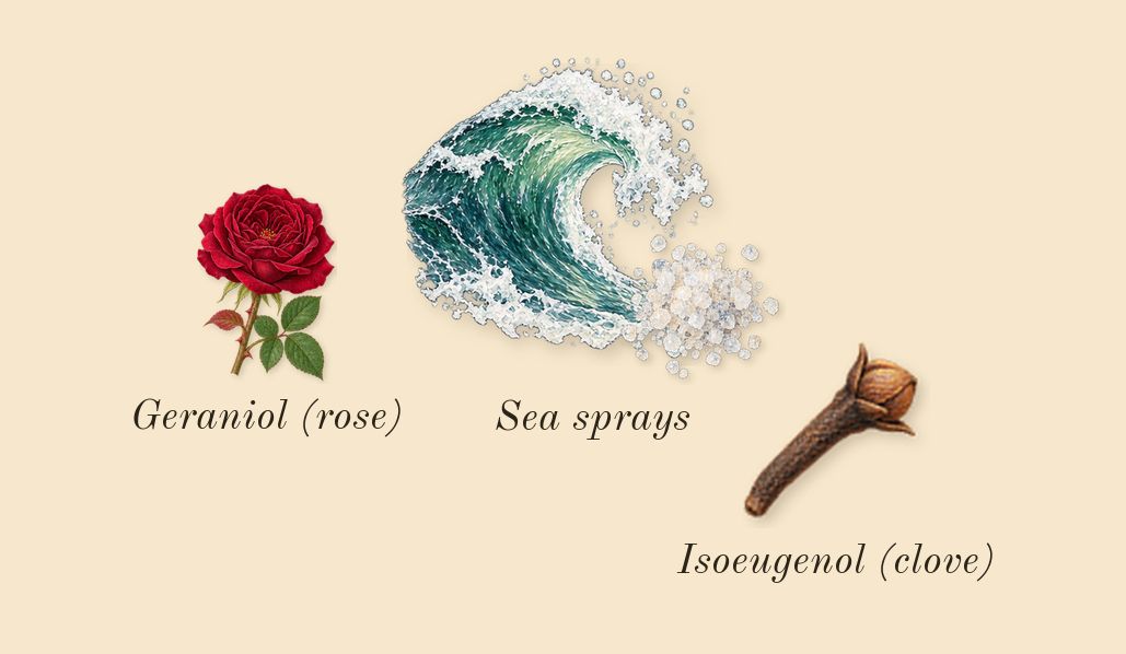 Homme, heart: Sea sprays, Geraniol (rose), Isoeugenol (clove)