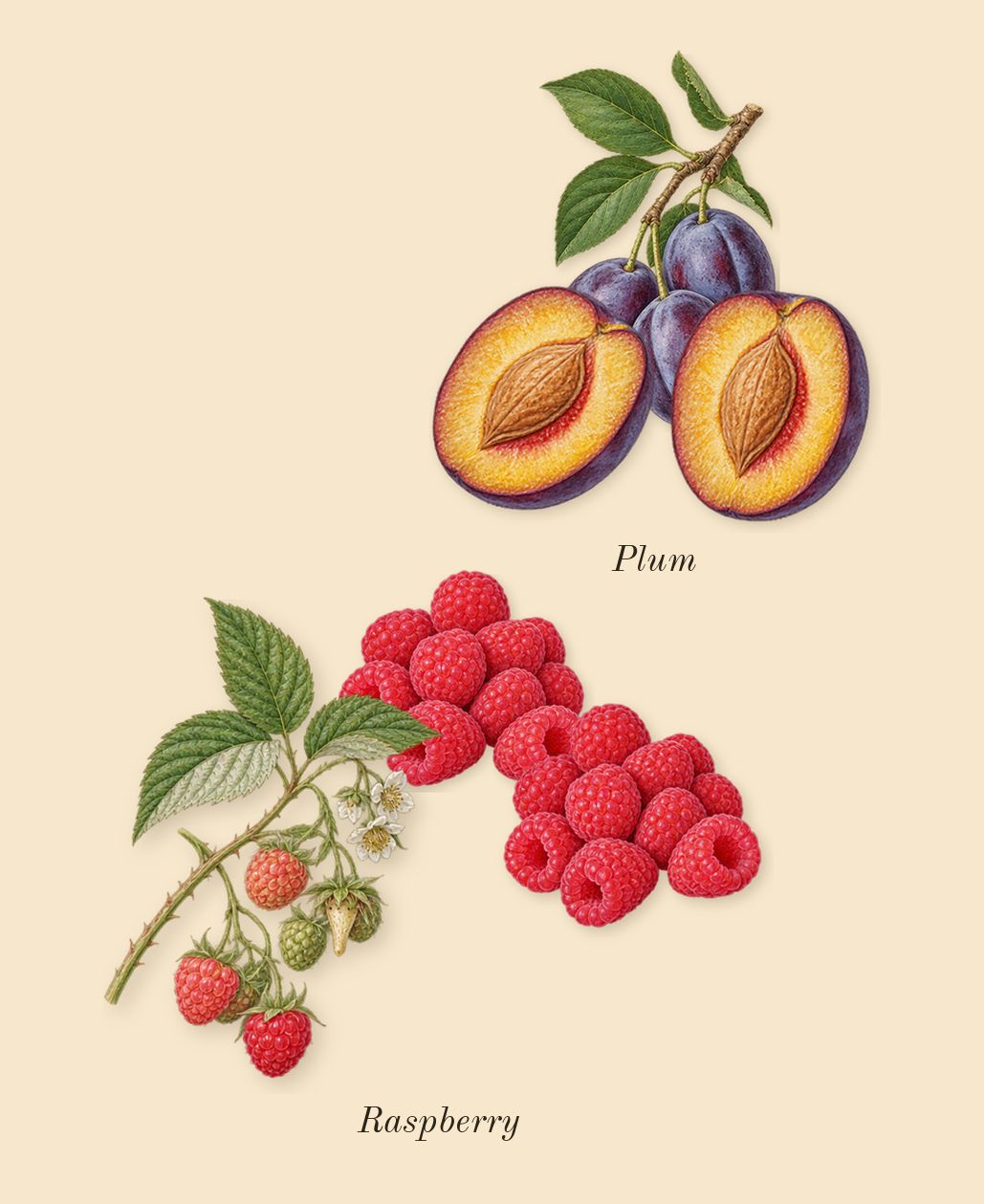 Blackmail, heart: Raspberry, Plum