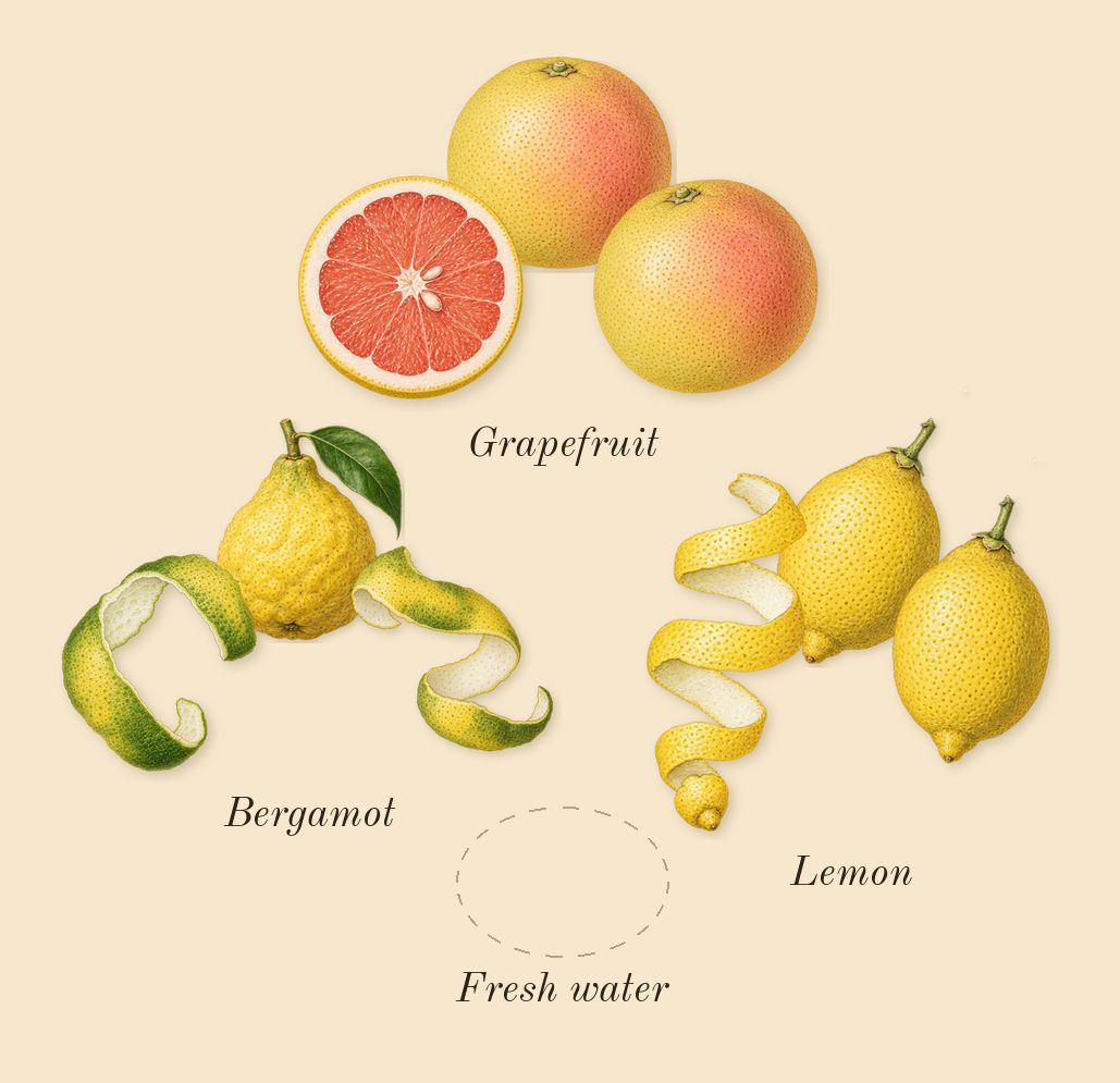 Summer of 84, top notes: Grapefruit, Lemon, Bergamot, Fresh water