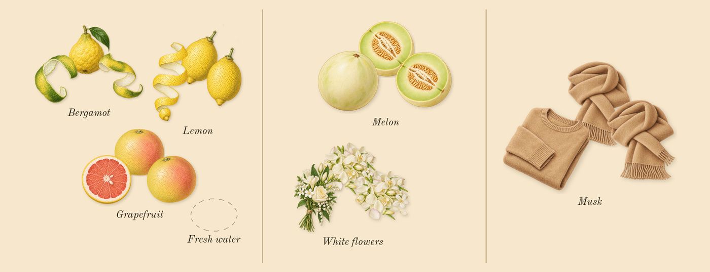 Summer of 84’s scent picture, a draft: grapefruit, lemon, bergamot, melon, white flowers, musk drawn so far; dashed outlines where nothing is drawn yet