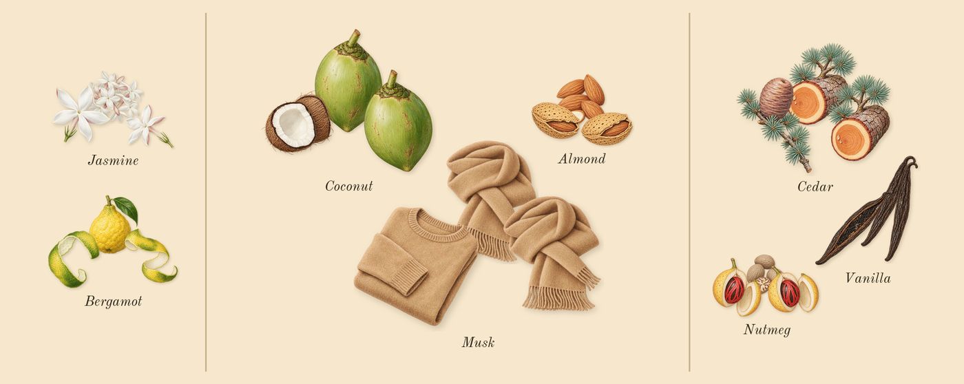 Fursan White’s scent picture, a draft: bergamot, jasmine, coconut, musk, almond, vanilla drawn so far; dashed outlines where nothing is drawn yet