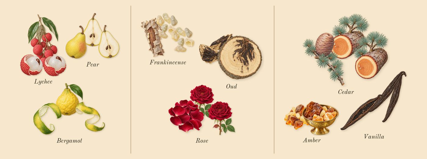 Rose Couture’s scent picture, a draft: bergamot, lychee, pear, rose, oud, frankincense drawn so far; dashed outlines where nothing is drawn yet