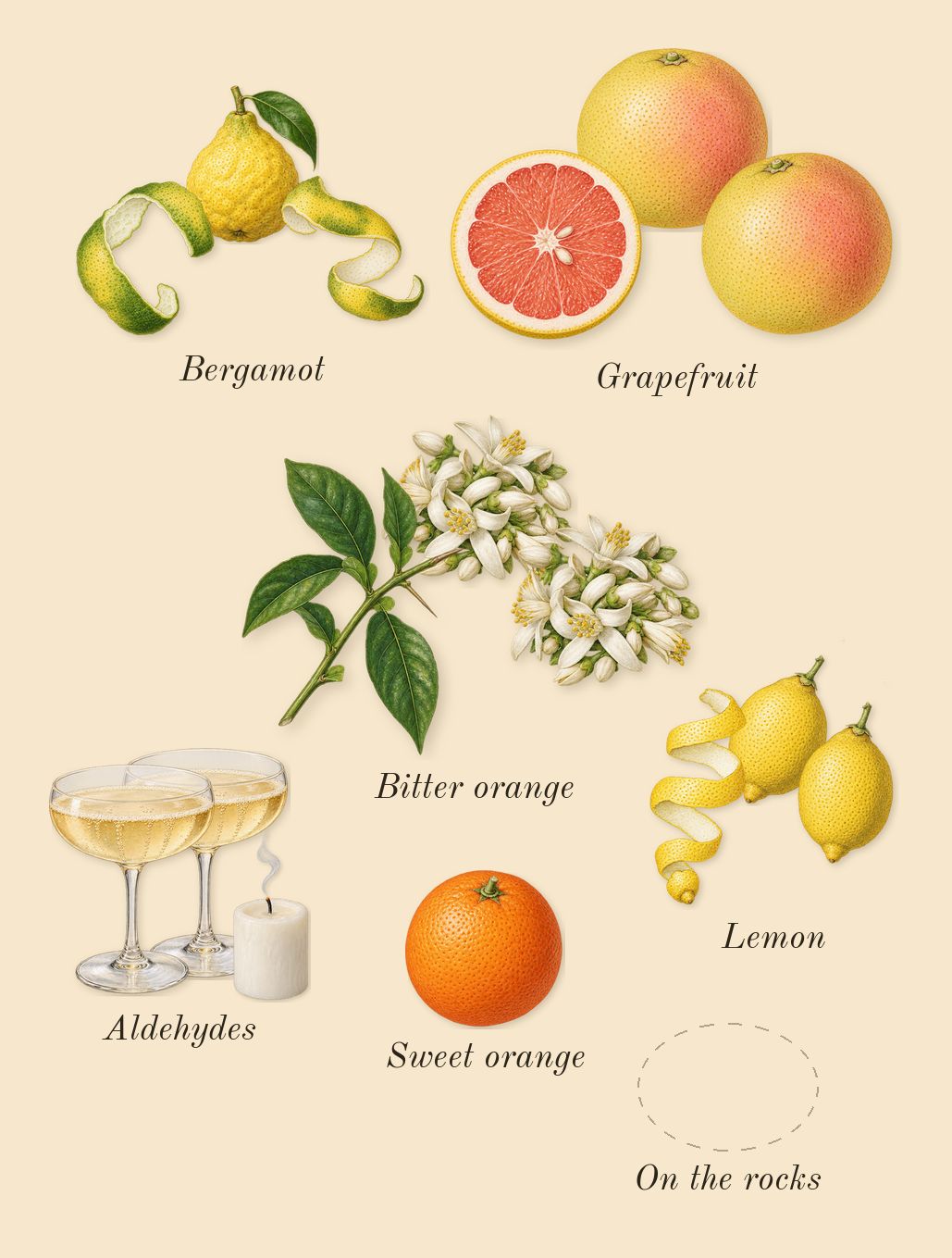 Angels' Share on the Rocks, top notes: On the rocks, Bitter orange, Bergamot, Grapefruit, Aldehydes, Lemon, Sweet orange