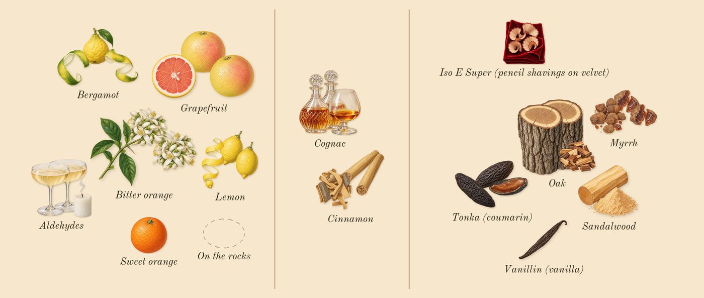 Angels' Share on the Rocks’s scent picture, a draft: bitter orange, cognac, cinnamon, tonka (coumarin), oak, bergamot drawn so far; dashed outlines where nothing is drawn yet