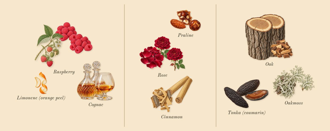 Angels' Share Paradis’s scent picture, a draft: raspberry, cognac, rose, cinnamon, tonka (coumarin), oak drawn so far; dashed outlines where nothing is drawn yet