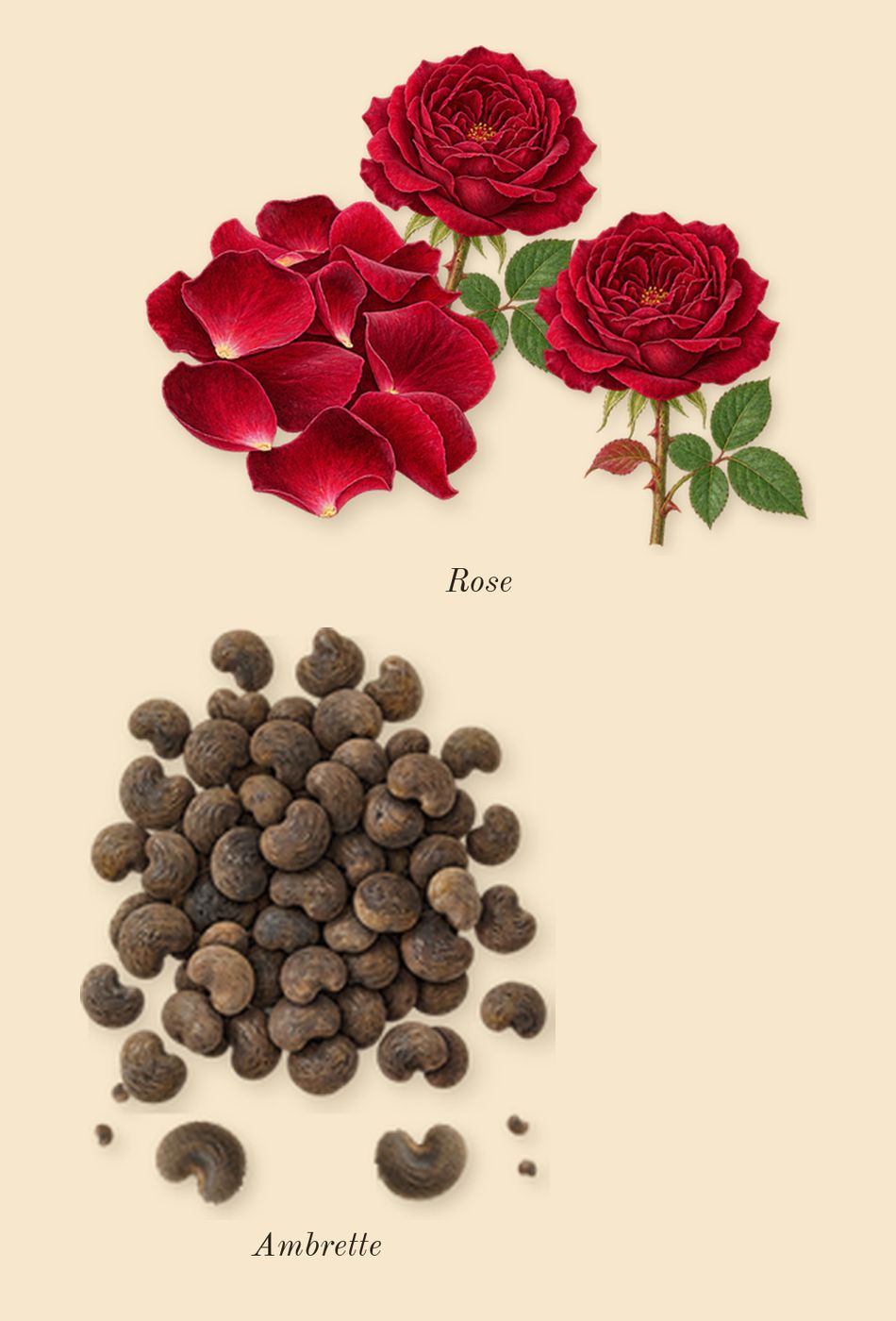 Her Majesty, heart: Rose, Ambrette