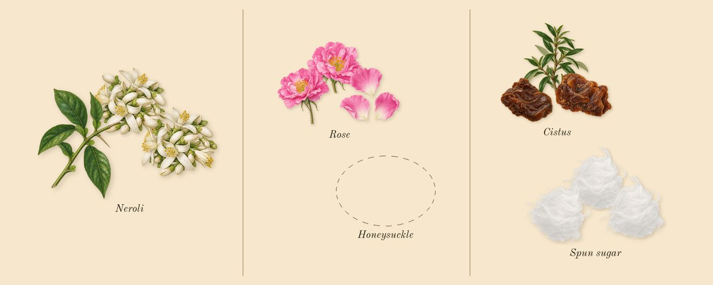 Love, Don't Be Shy’s scent picture, a draft: neroli, rose, spun sugar, cistus drawn so far; dashed outlines where nothing is drawn yet