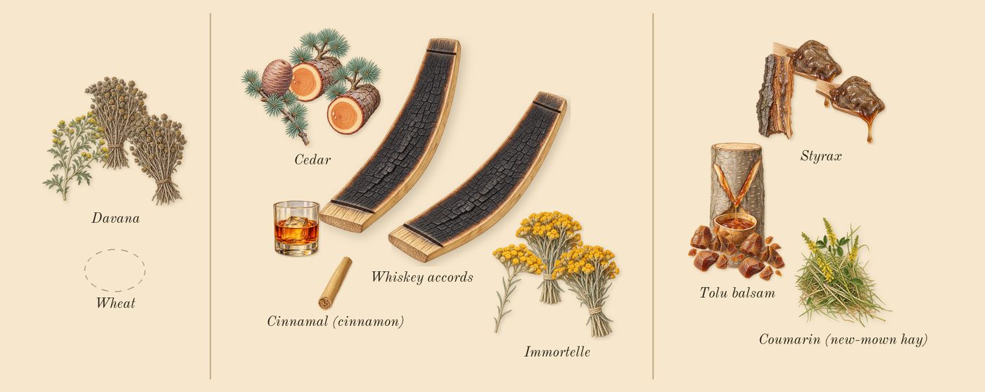 Old Fashioned’s scent picture, a draft: davana, cedar, immortelle, styrax, tolu balsam, whiskey accords drawn so far; dashed outlines where nothing is drawn yet
