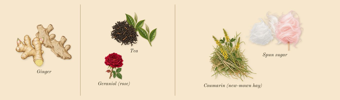 Princess’s scent picture, a draft: ginger, tea, spun sugar, coumarin (new-mown hay), geraniol (rose) drawn so far; dashed outlines where nothing is drawn yet