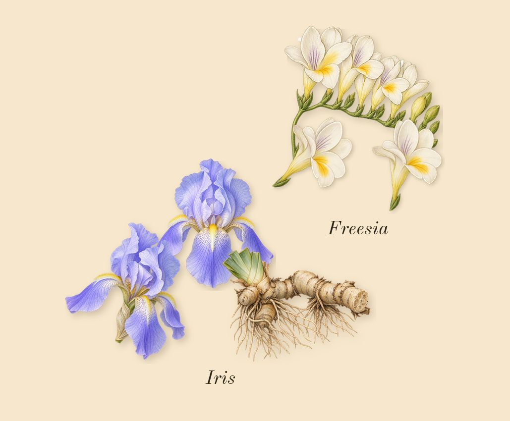 Rolling in Love, heart: Iris, Freesia