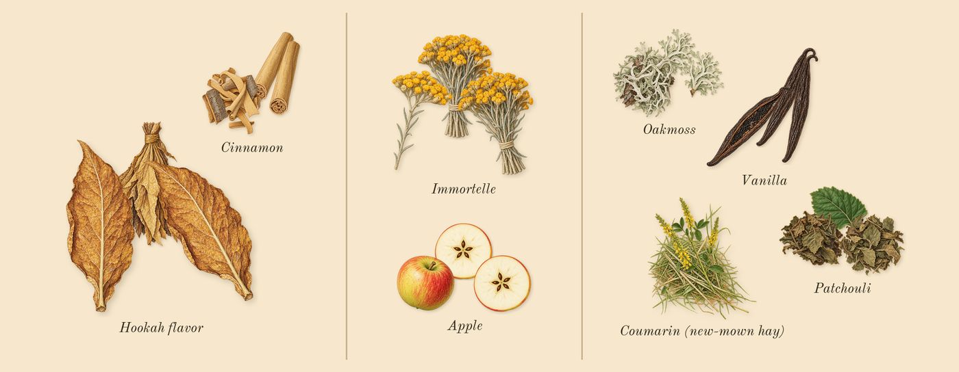 Smoking Hot’s scent picture, a draft: hookah flavor, cinnamon, immortelle, vanilla, patchouli, oakmoss drawn so far; dashed outlines where nothing is drawn yet